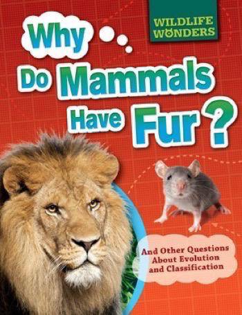 Why Wildlife?